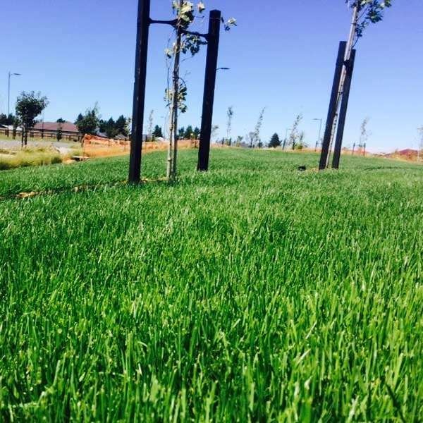 Spray Lawns logo