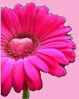 Bright Designz logo