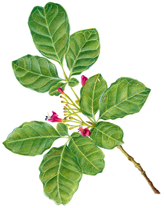 Puriri Accounts Limited logo
