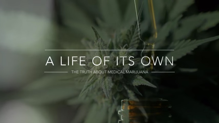 Cannabis Care NZ logo