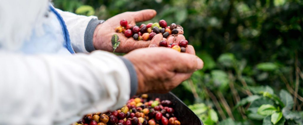 Langdon Coffee Merchants Limited logo