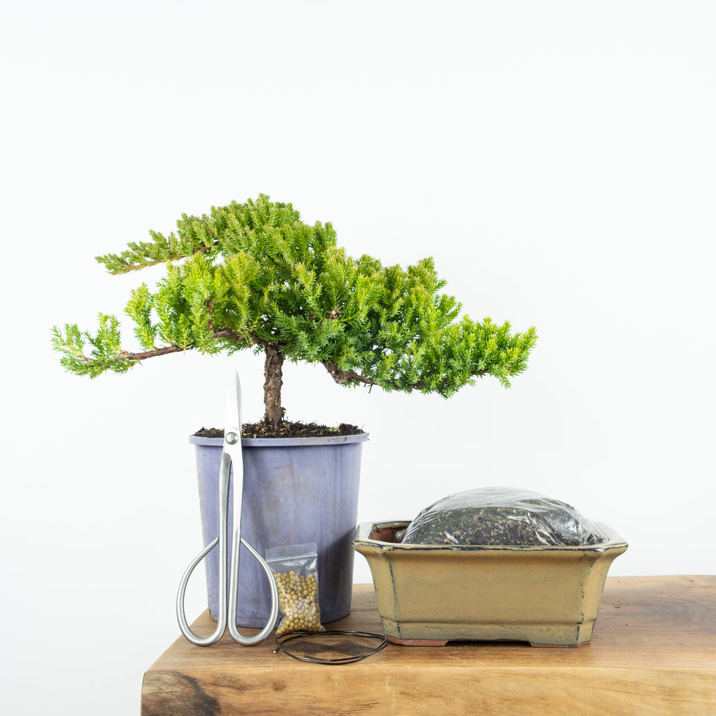 Simply Bonsai NZ logo