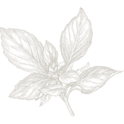 Hazel Hayes Limited logo