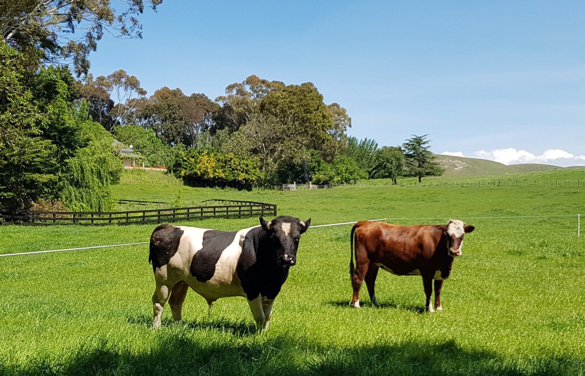 Enderby Cattle logo