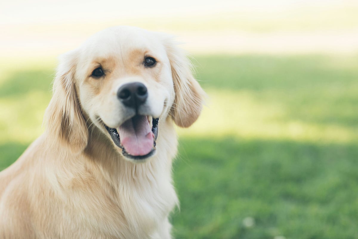Paws Pet Care logo