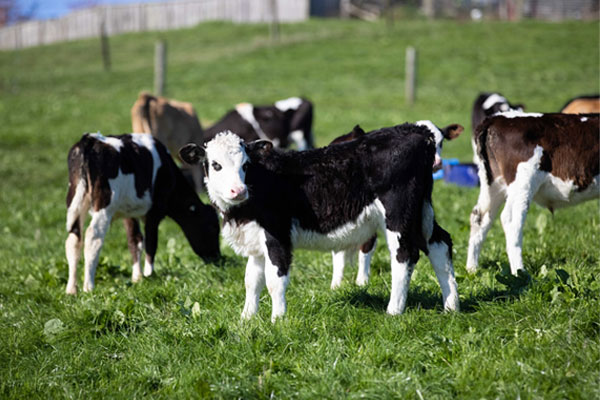 Farrelly Calves logo