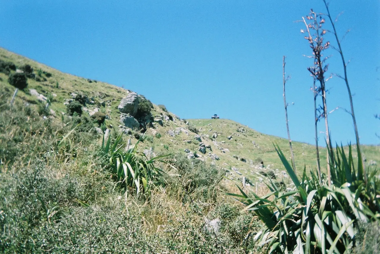 Crofton Downs, Wellington