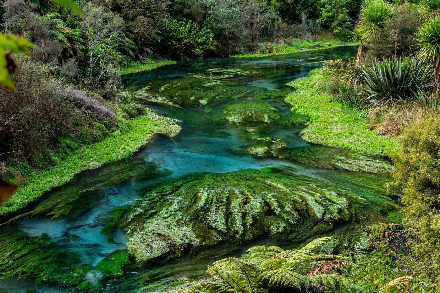 Putāruru, Waikato