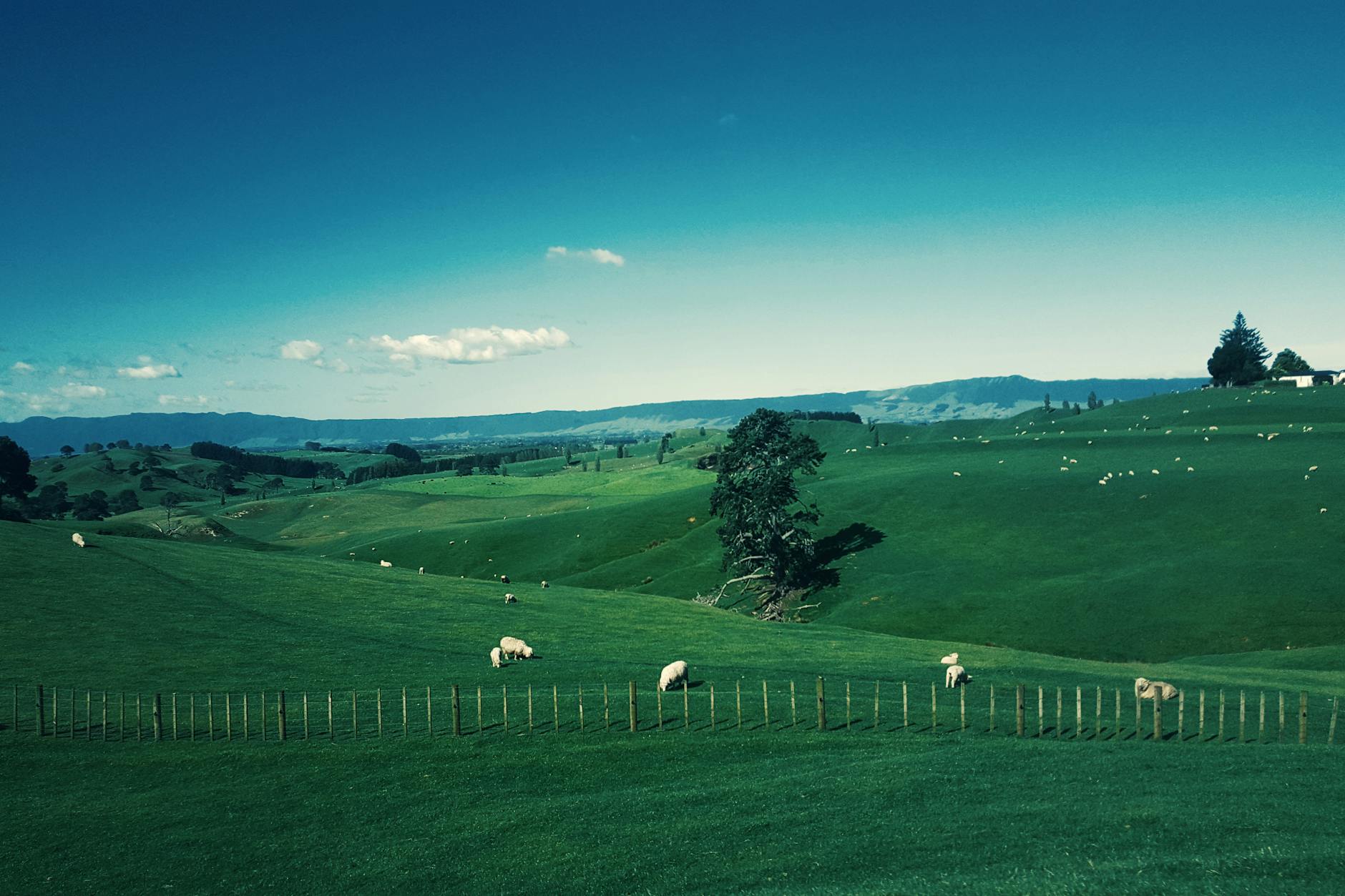 Morrinsville, Waikato